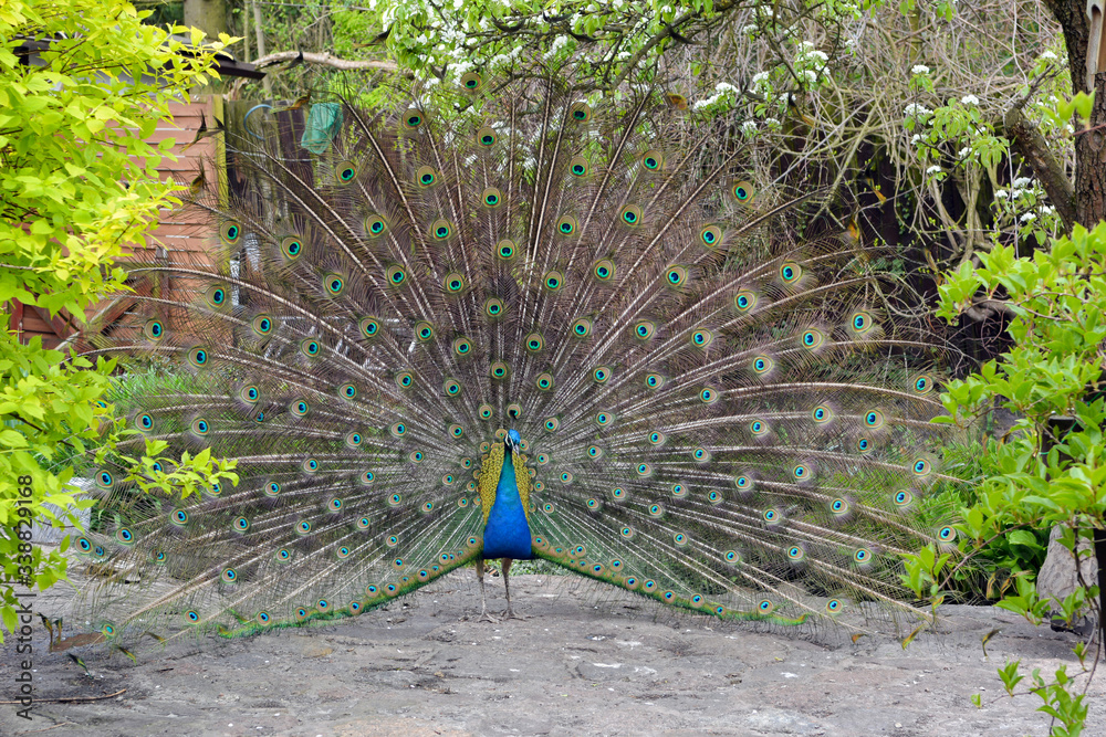 Obraz premium Peacock spreading its beautiful colorful wings