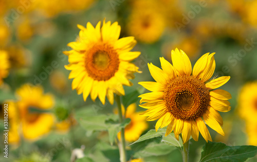Sunflower species from Thailand
