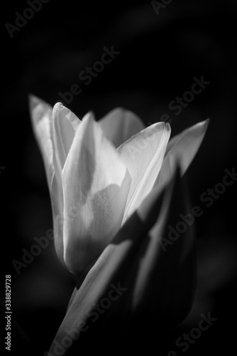 Yellow and white tulip flower on dark background.