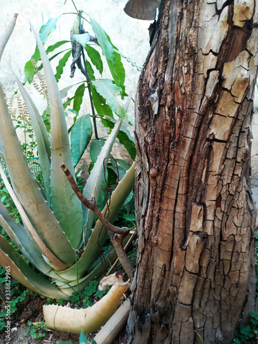 tree trunk and aloe vera plant