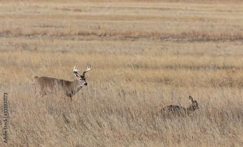Fototapeta Naklejka Na Ścianę i Meble -  Whitetail Deer Buck and Doe Rutting in Fall in Colorado