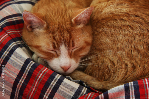 Primo piano di gatto rosso addormentato su un cuscino bianco, rosso e blu photo