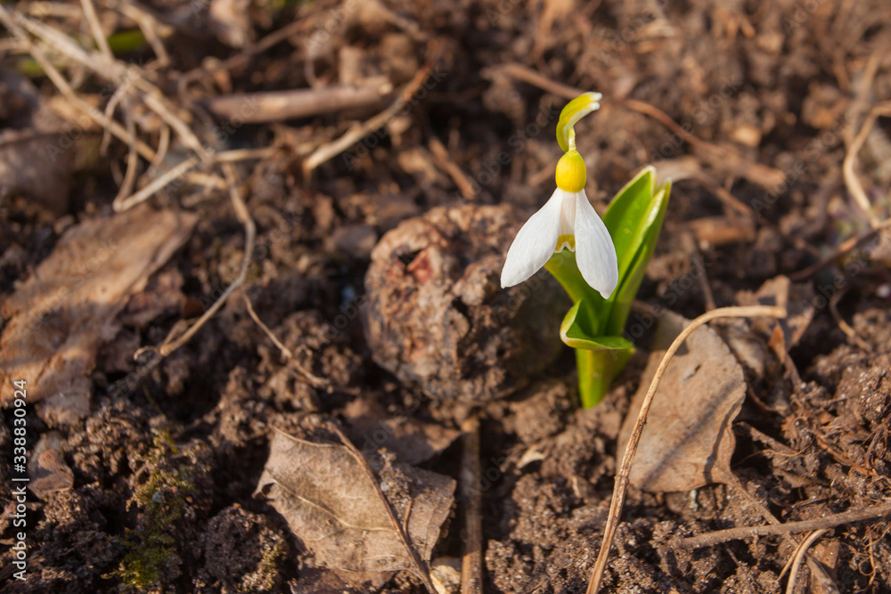 Fototapeta premium beautiful white snowdrop in spring on blurred background