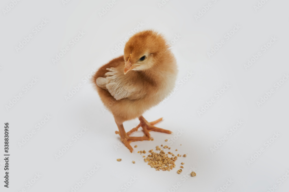 Obraz premium A cute isa brown chick standing near some food on a white background. 