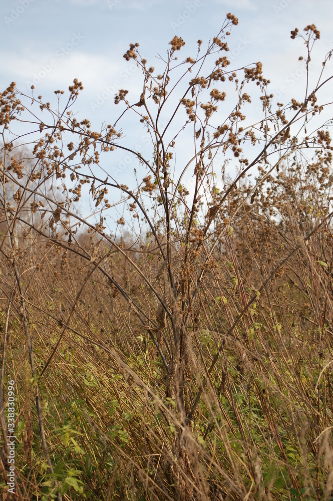 burrs burrs