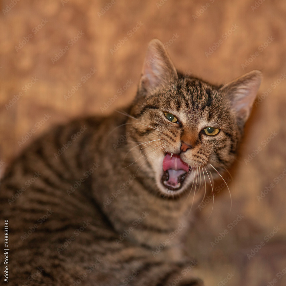 adorable and serious tomcat looking forward adorable and serious tomcat looking forward