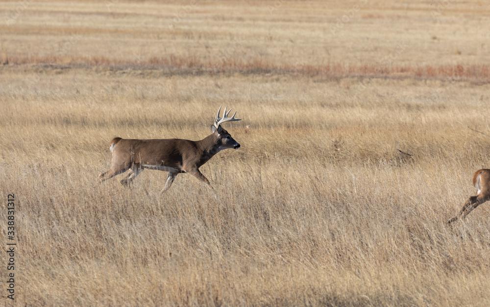 Fototapeta premium Whitetail Deer Buck and Doe Rutting in Fall in Colorado