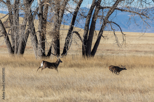 Whitetail Deer Buck and Doe Rutting in Fall in Colorado