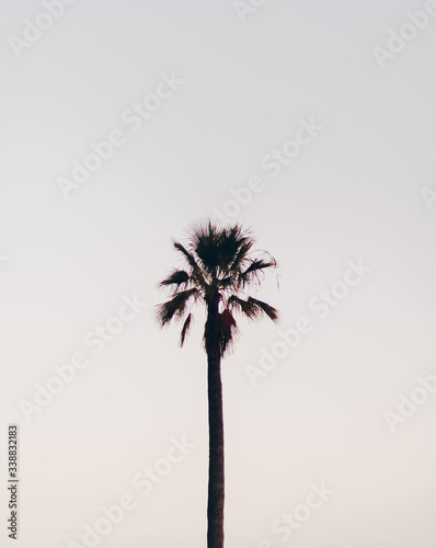 las palmeras de la costa blanca  © pablosskai