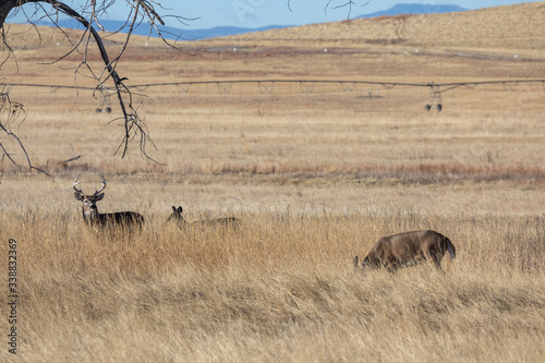 Fototapeta Whitetail Deer Buck and Doe Rutting in Fall in Colorado
