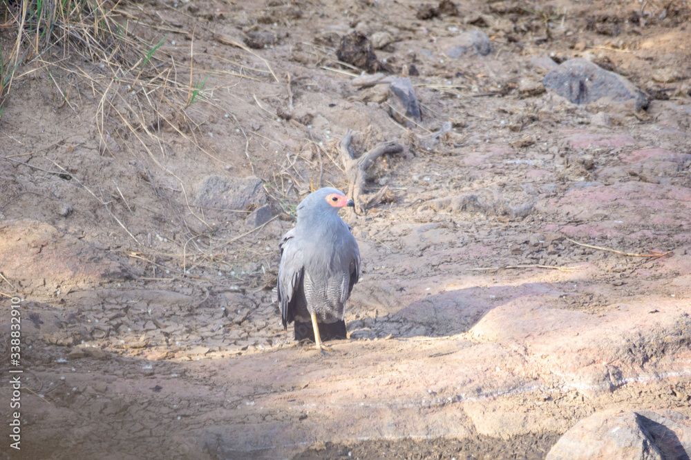 Obraz premium bird on beach