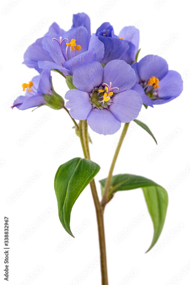 Jacob's ladder flowers Jacob's ladder flowers