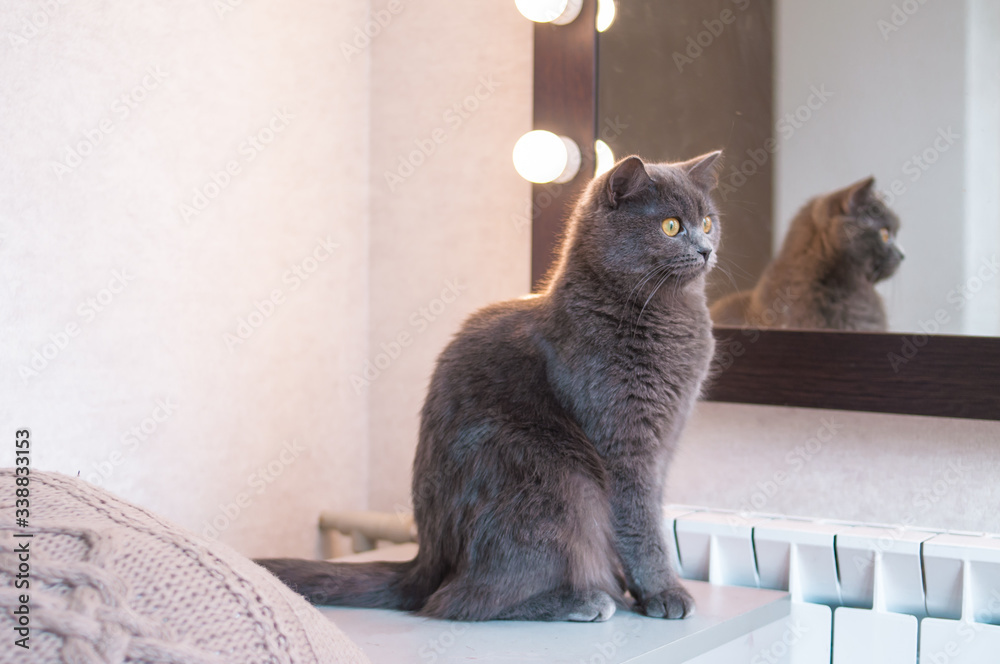british grey cat sitting in front of mirror with lights