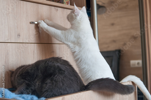 two cats .climbs into the wardrobe in bedroom at home