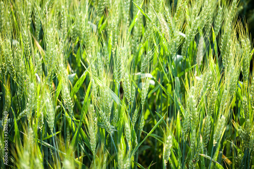 Wheat field a red tulip, with spikes and reflections of sunny yellow and green colors. photo