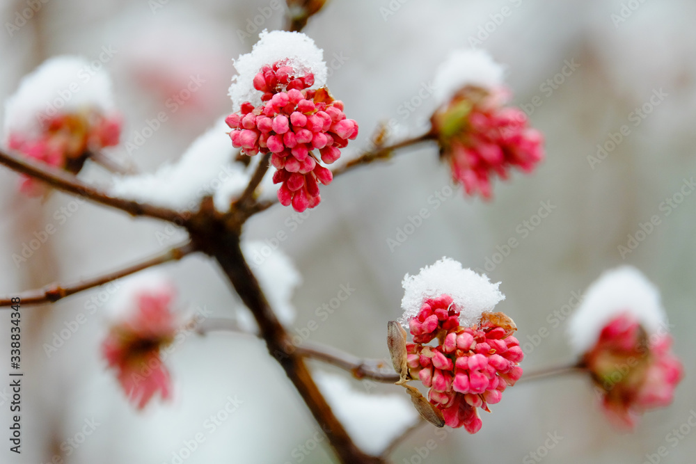Macro shot of red flowering tree covered with snow in winter Macro shot of red flowering tree covered with snow in winter