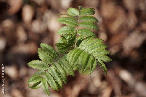 Wallpaper Mural Bäume-Blüten Torontodigital.ca