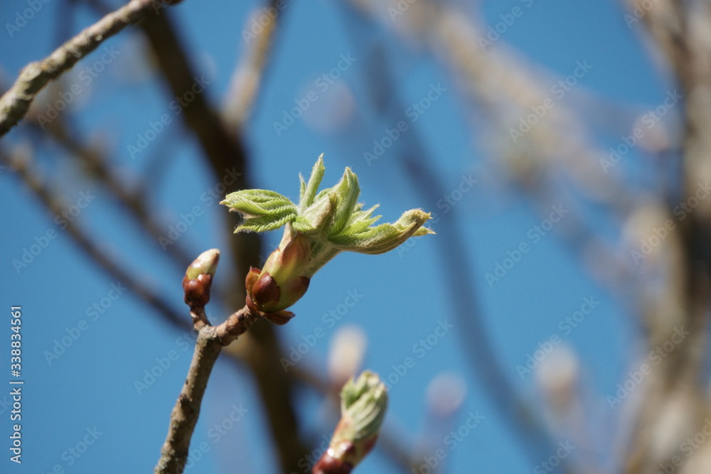 Bäume-Blüten