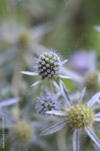 Caucasian eryngo