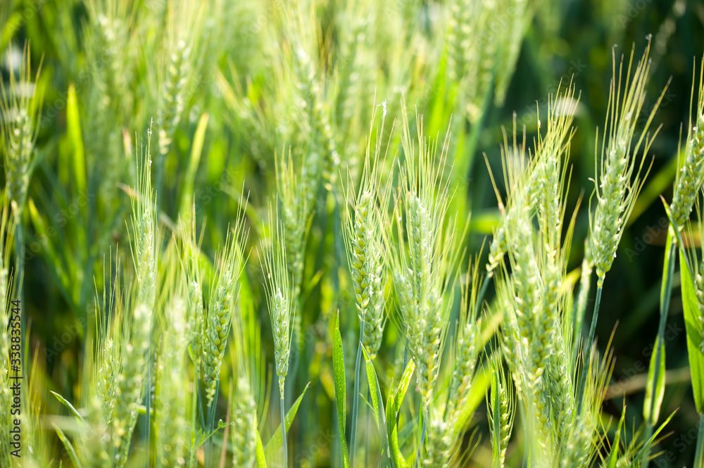 Beautiful ears of wheat in the foreground, with spikes and reflections of yellow and green sun. Beautiful ears of wheat in the foreground, with spikes and reflections of yellow and green sun.