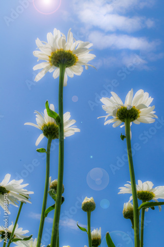 daisies against blue sky