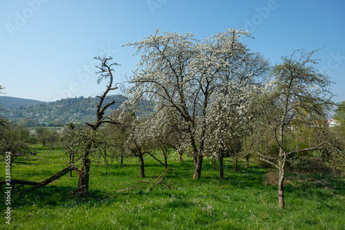 Orchard with fruit trees in springtime