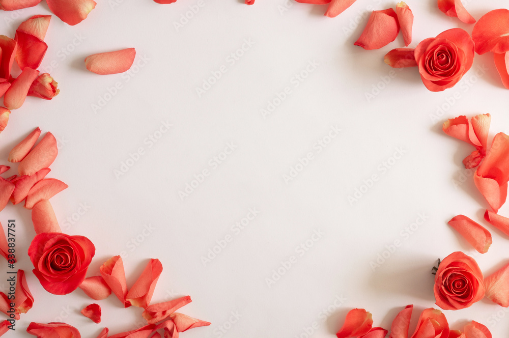 Obraz premium Rose and petals roses on a white background. Overhead top view, flat lay. Copy space.