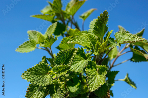 closeup of mint herb plant against blue sky