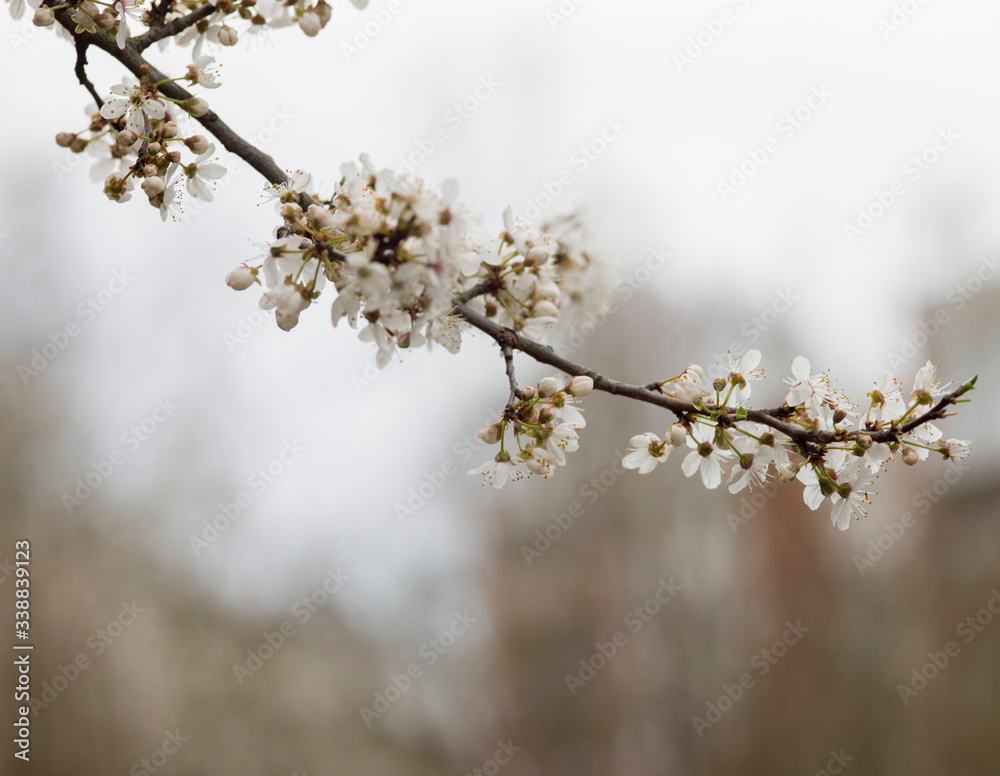 White spring flowers on plum trees
White spring flowers on plum trees
