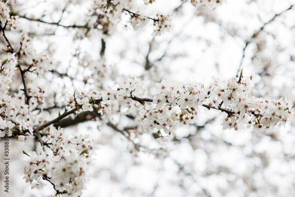 White spring flowers on plum trees
