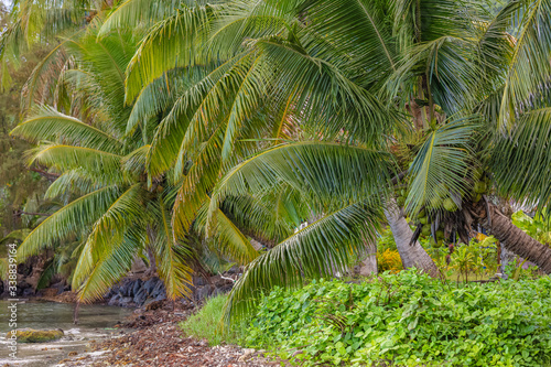 cocotiers sur plage sauvage