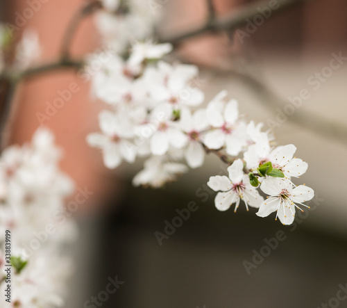 White spring flowers on plum trees  © julijacernjaka