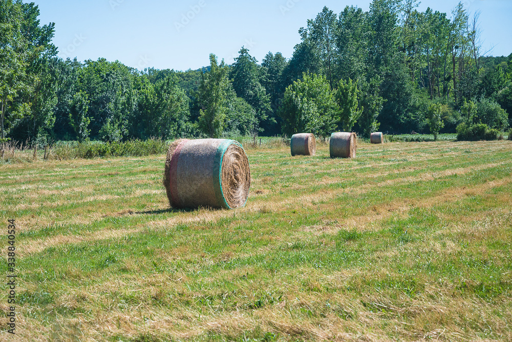 Summer rural landscape. Hay rolls on the field on sunny day