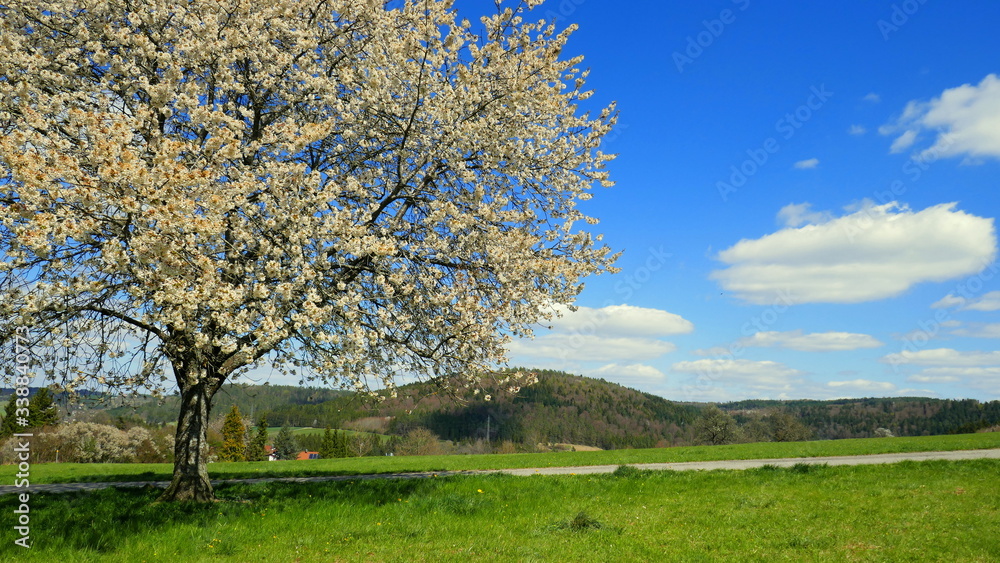blühender Kirschbaum auf grüner Wiese und Bergen unter blauem Himmel mit weißen Wolken