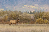 Bull Elk in Wyoming During the Rut in Autumn