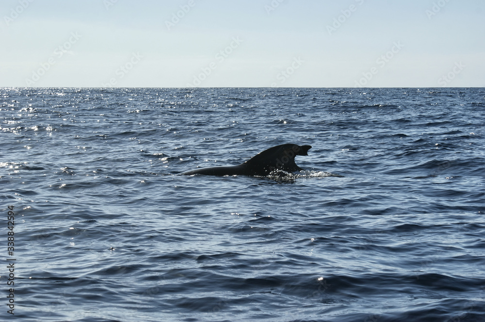 Fototapeta premium The backs and fins of a Grinda whales against a beautiful seascape. The fins are sticking out of the water.