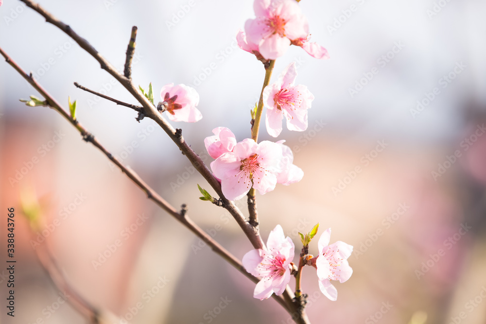 Pink peach blossom spring background