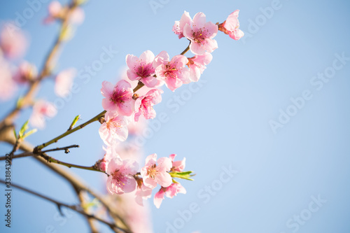 Pink peach blossom spring background