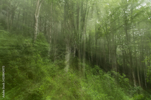 A forest of european beech (Fagus sylvatica) with moss over the wood, and pieces of dead wood.