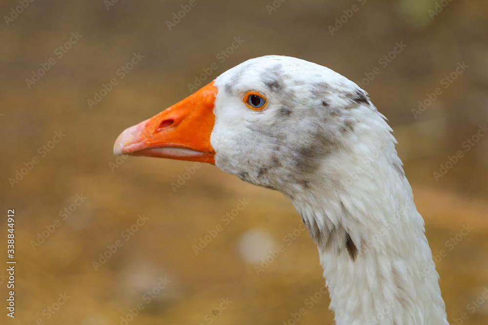 Close up head White goose in nature farm garden at thailand Close up head White goose in nature farm garden at thailand