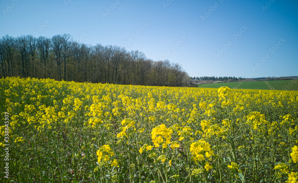 Rural panoramic landscape on sunny spring day.Wide field of bright,yellow-green flowering rapeseed,lined with track of tractor wheels,saturated blue sky,bare forest on left on horizon.Selective focus Rural panoramic landscape on sunny spring day.Wide field of bright,yellow-green flowering rapeseed,lined with track of tractor wheels,saturated blue sky,bare forest on left on horizon.Selective focus