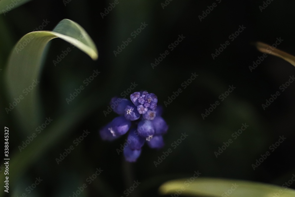 Detail of a grape hyacinth growing in the garden with leaves in the background Detail of a grape hyacinth growing in the garden with leaves in the background