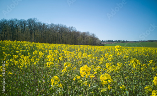 Rural panoramic landscape on sunny spring day.Wide field of bright,yellow-green flowering rapeseed,lined with track of tractor wheels,saturated blue sky,bare forest on left on horizon.Selective focus © Nina