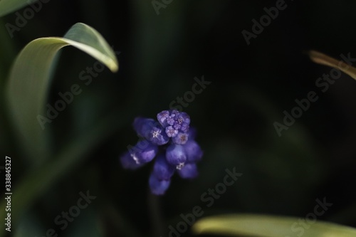Detail of a grape hyacinth growing in the garden with leaves  in the background 