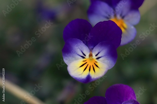 A pansy blooming in the garden with natural background