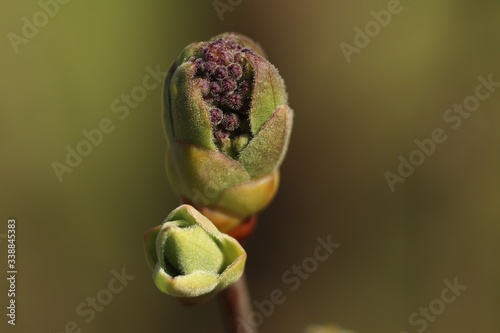 Bud of tree growing in the garden with bokeh background