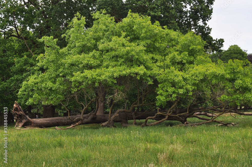 Fototapeta premium fallen big tree in the park 