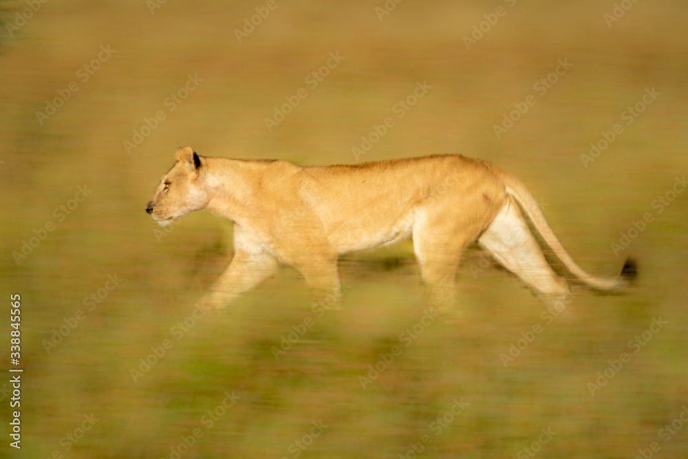 Slow pan of lioness running through grass Slow pan of lioness running through grass