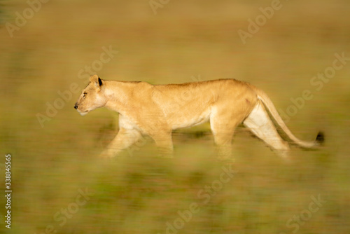 Slow pan of lioness running through grass