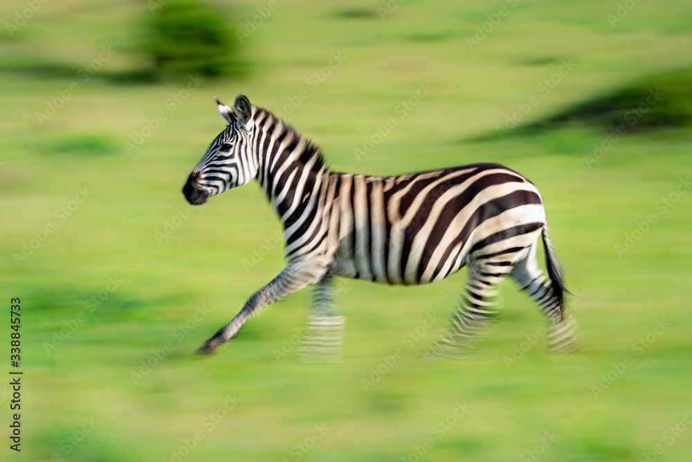 Slow pan of plains zebra on savannah Slow pan of plains zebra on savannah